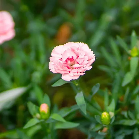 Le Ginestre 10 Murlo